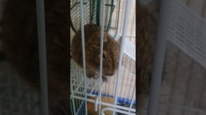 Белка дегу.Умное животное.Понимает слова