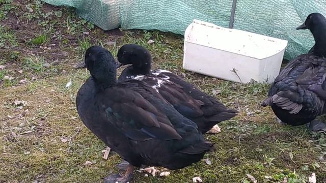 Утки Каюга. Cayuga Ducks смотреть онлайн