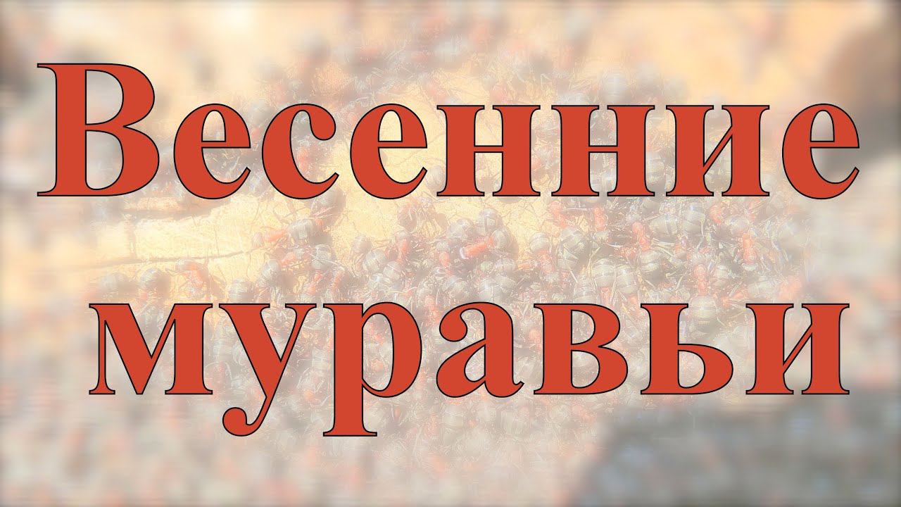 Весенние муравьи