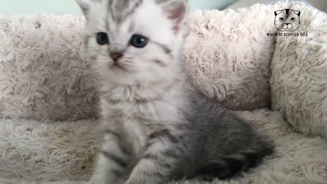 Baby Scottish Fold Kittens / Шотландская вислоухая | Scottish Fold | Scottish Straight | смотреть онлайн