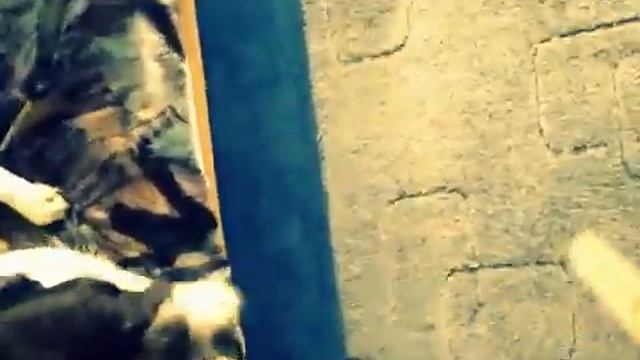 Что делать если собака не хочет идти гулять?решение есть смотри дальше. смотреть онлайн