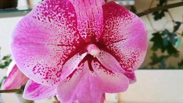 ВИДЕО НЕ ДЛЯ СЛАБОНЕРВНЫХ😭 🙈😱🤪💥#PHALAENOPSIS #CATTLEYA #ORHIDS #ORJIDEA #FLOR 🌱🌱🌱🦋🦋🦋 смотреть онлайн