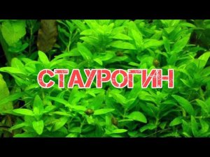 СТАУРОГИН. СОДЕРЖАНИЕ И РАЗВЕДЕНИЕ В АКВАРИУМЕ