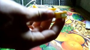 Самый дешевый инструмент для снятия изоляции с витой пары."Стриппер с сайта  Aliexpress".