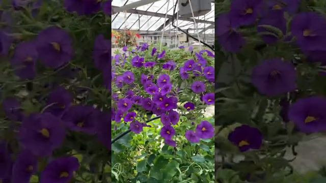 Калибрахоа #калибрахоа #озеленение #сад #цветы #теплица смотреть онлайн