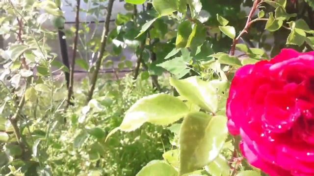 26.06.21 Дача РОЗЫ первая волна цветения смотреть онлайн