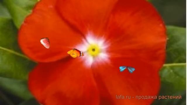 Катарантус обыкновенный Скарлет виз Ай ? обзор: как сажать, семена катарантуса Скарлет виз Ай смотреть онлайн