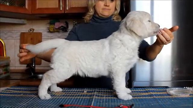 канрит дали К красная 6,5 недель смотреть онлайн