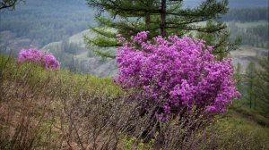 Где то багульник