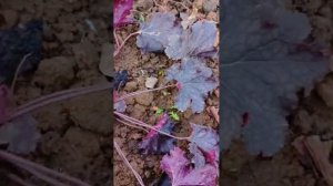 Гейхеры, тиареллы, гейхереллы стоит ли укрывать на зиму?
