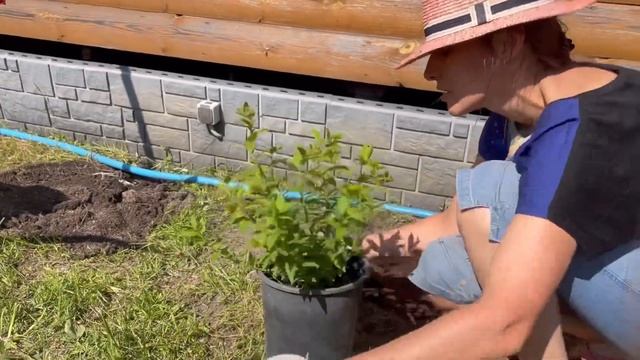 Июнь. Высаживаю петунии, уют на даче, сирень #милыйдом смотреть онлайн
