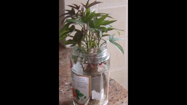 Can Potatoes Be Grown Without Soil? смотреть онлайн