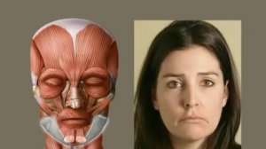 Фильм №1. Анатомия Человека - Мышцы