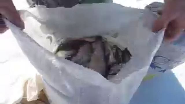 зимняя рыбалка поймали 100кг смотреть онлайн