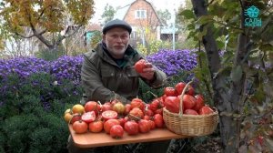 Трюфельный томат "Альбенги"