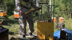 двух маточная семья, что из этого вышло.