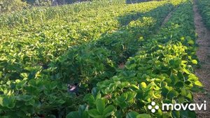 Клубника Сандра сделал зачистку/ Брила заканчивает плодоношение