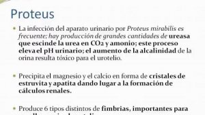 Proteus, Enterobacter y Citrobacter