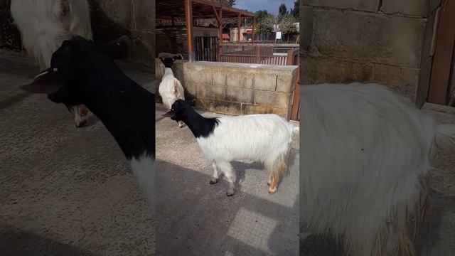 black and white woolly goat 🐐🐐🐐🐐🤩