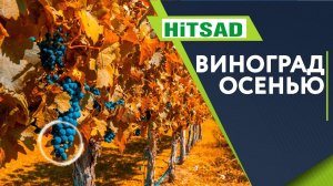 Уход За Виноградом Осенью  Чем Подкормить Виноград Перед Зимой  Советы От Хитсад ТВ