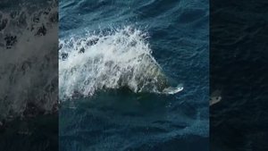 Летающие рыбы