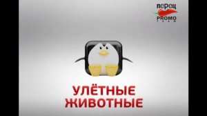 Улётные Животные 1 Января На Перец