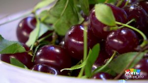 Вишня. Осторожно, косточки! Жить здорово! Фрагмент выпуска от 30.07.2018