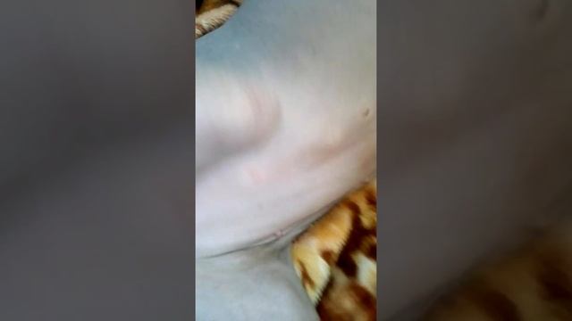 Непонятные отеки у сфинкса