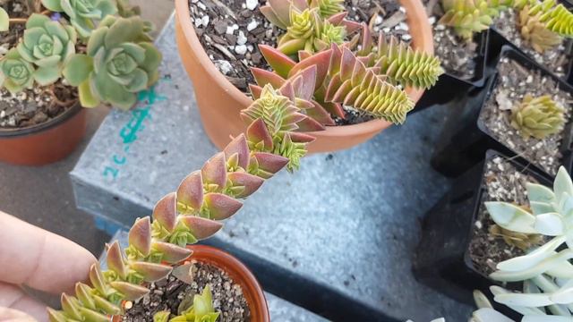 My mistakes as a beginner in succulents. смотреть онлайн
