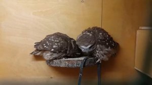 Домовые сычи Гнусь и Юйня. Нежности.