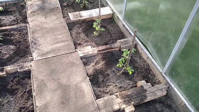 Посадка помидор. смотреть онлайн