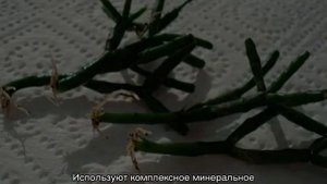 Цветок Хатиора — уход в домашних условиях