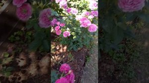 Японская роза Шахеризада, + Твайлайн зона,+ Крем Эбанденс,+ Новалис..❤❤❤