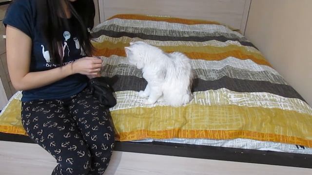 Как научить кота давать лапу? Дрессировка котов смотреть онлайн