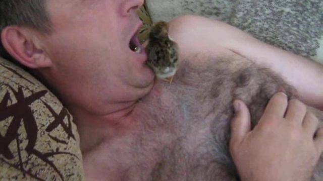 поглотитель цыплят смотреть онлайн