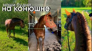 Наши будни на конюшне / Влог