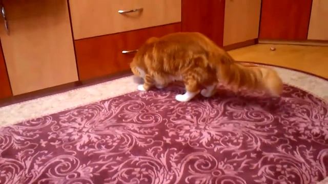 Мышки...мячики...дразнилки...фантики от конфет - вот это игрушка!)))))))) смотреть онлайн