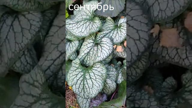 Бруннера Джэк Фрост. Июнь и сентябрь