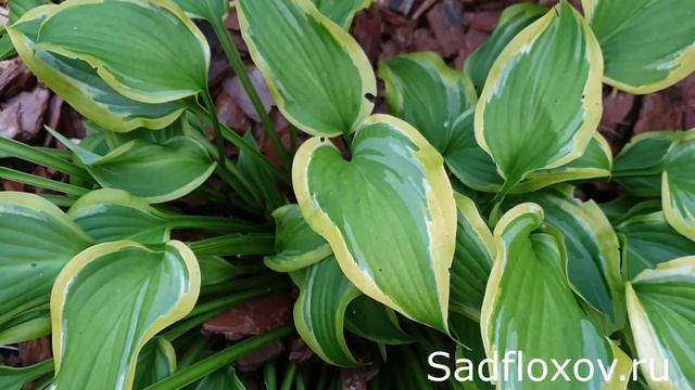 Хосты осенью. Самые стойкие хосты смотреть онлайн