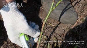 Защита роз от мышей под зимним укрытием