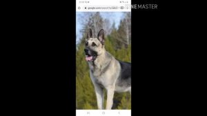 Битва собак: Вео-Восточно Европейская Овчарка против Немецкой Овчарки.