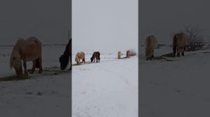 Издержки северного табунного коневодства. Ранние жеребята.