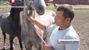 Новотомниковский конный завод