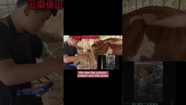 Yunnan Baoshan cattle B-ultrasound machine technical training