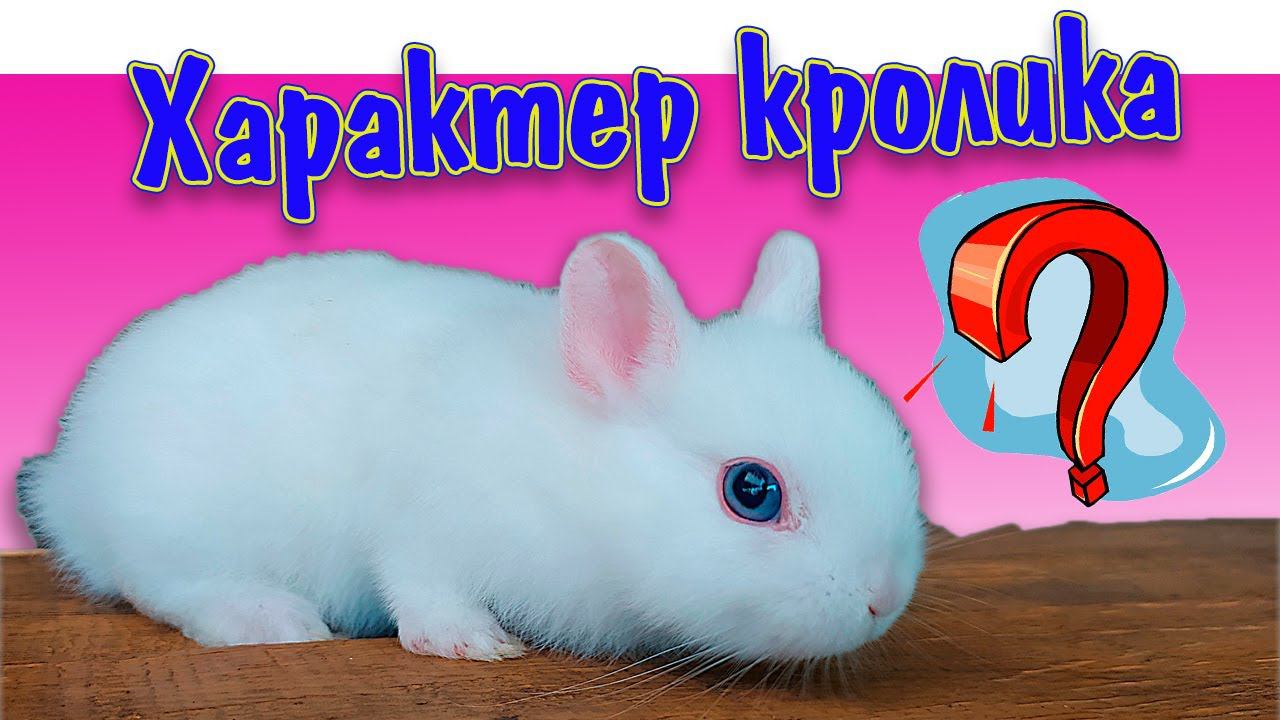 Характер декоративных кроликов, как выбрать кролика