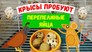 КРЫСЫ ПРОБУЮТ ПЕРЕПЕЛИНЫЕ ЯЙЦА