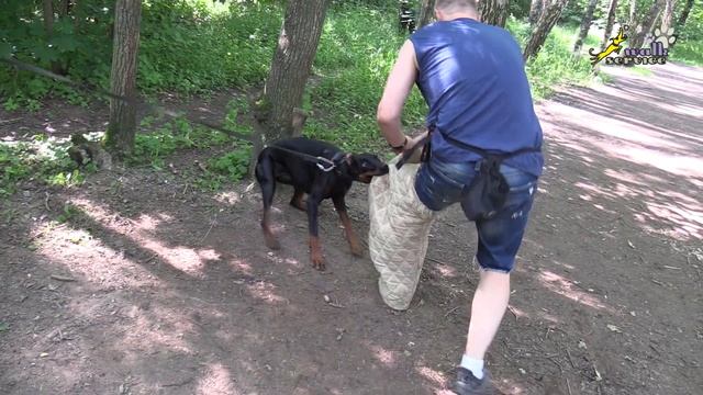 Комментирование и объяснения работы проводника фигуранта, доберманТильда смотреть онлайн