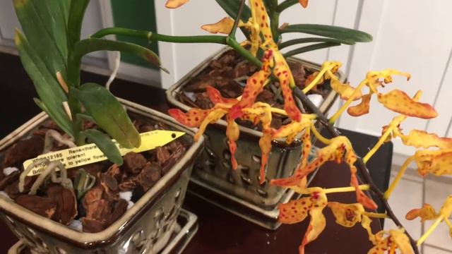 #carecollab Renanthera Monachica смотреть онлайн