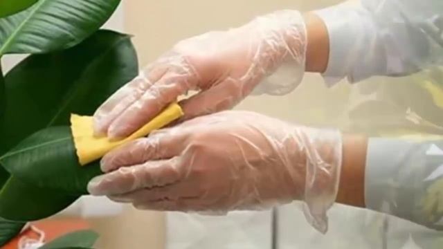 Пыль на растениях? Очистка комнатных растений от пыли и грязи. смотреть онлайн