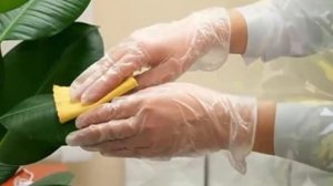 Пыль на растениях? Очистка комнатных растений от пыли и грязи.